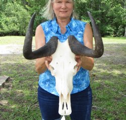 14 inches wide Authentic Female Black Wildebeest Skull <font color=red> Good Quality</font> for $89.99