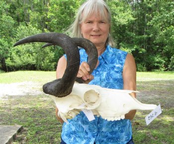 14 inches wide Authentic Female Black Wildebeest Skull <font color=red> Good Quality</font> for $89.99