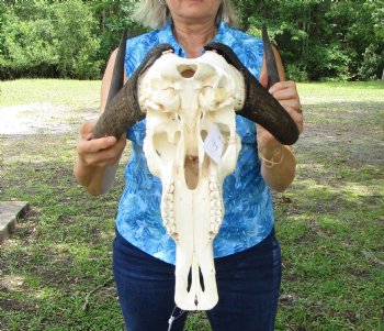 14 inches wide Authentic Female Black Wildebeest Skull <font color=red> Good Quality</font> for $89.99
