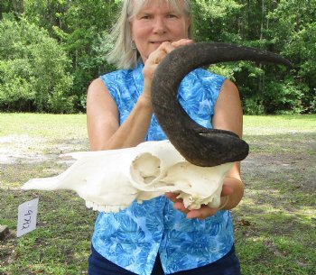 14 inches wide Authentic Female Black Wildebeest Skull <font color=red> Good Quality</font> for $89.99