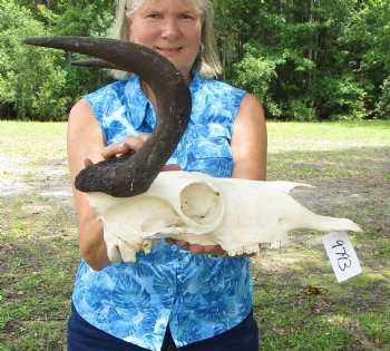 13-3/4 inches wide Authentic Female Black Wildebeest Skull  <font color=red> Good Quality</font> for $89.99