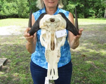 13-3/4 inches wide Authentic Female Black Wildebeest Skull  <font color=red> Good Quality</font> for $89.99