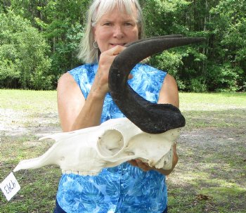 13-3/4 inches wide Authentic Female Black Wildebeest Skull  <font color=red> Good Quality</font> for $89.99