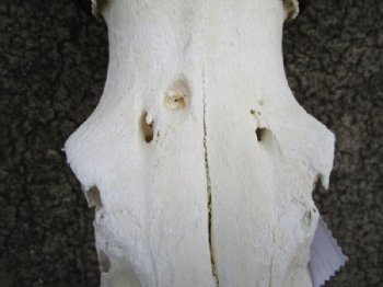 Male Red Hartebeest Skull with 20-1/2 and 21 inches Horns for $109.99 <font color=red> SALE $94.99</FONT> (SHIPS UPS ONLY)