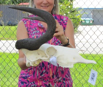 15-3/4 inches wide Authentic Female Black Wildebeest Skull <font color=red> Good Quality</font> for $89.99