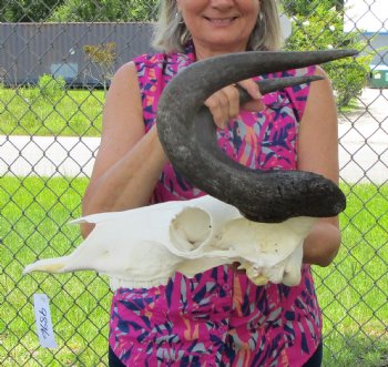 15-3/4 inches wide Authentic Female Black Wildebeest Skull <font color=red> Good Quality</font> for $89.99