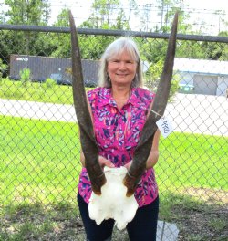 Cow Eland Skull Plate with 24-1/2 and 23-1/2 inches Horns for $74.99