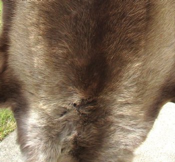 Authentic Finland Reindeer Hide, Skin, Fur 45 by 42 inches for $149.99