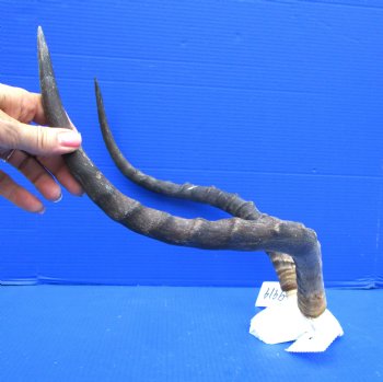 Authentic African Impala Skull Plate, Cap with 21-1/4 inches Horns for $64.99