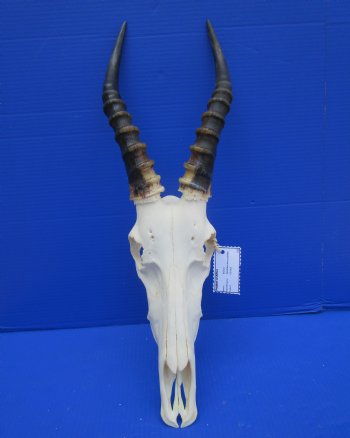 Large African Blesbok Skull with 13-3/4 inches Horns <font color=red> Good Quality</font> for $79.99