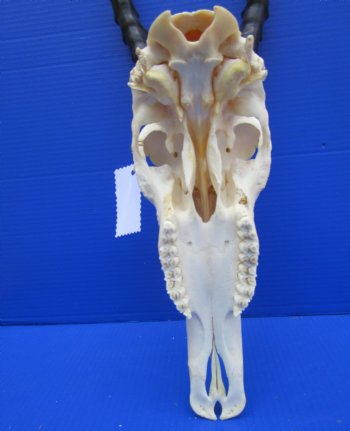 Large African Blesbok Skull with 13-3/4 inches Horns <font color=red> Good Quality</font> for $79.99