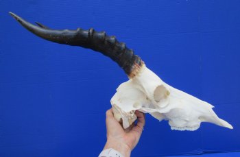 Large African Blesbok Skull with 13-3/4 inches Horns <font color=red> Good Quality</font> for $79.99