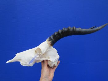 Large African Blesbok Skull with 13-3/4 inches Horns <font color=red> Good Quality</font> for $79.99