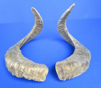 18-3/4 and 19 inches Pair of Sheep Horns for Sale (1 Right, 1 Left) for $43.99