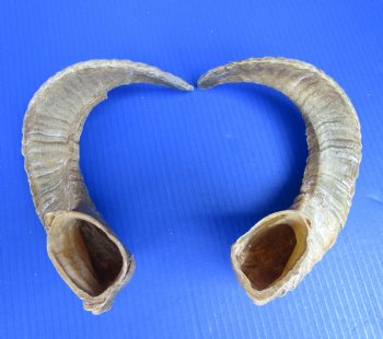 18-3/4 and 19 inches Pair of Sheep Horns for Sale (1 Right, 1 Left) for $43.99