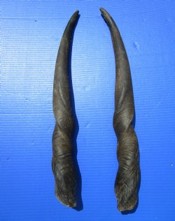 24 inches Pair of African Cow Eland Horns (split in one horn) for $64.99