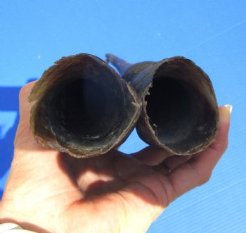 24 inches Pair of African Cow Eland Horns (split in one horn) for $64.99