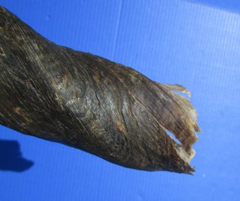 24 inches Pair of African Cow Eland Horns (split in one horn) for $64.99
