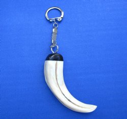 5-1/2 inches long Authentic Warthog Tusk Key Chain for $24.99 