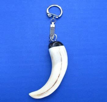 5-1/2 inches long Authentic Warthog Tusk Key Chain for $24.99 