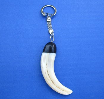 Genuine Warthog Tusk Key Chain for $24.99