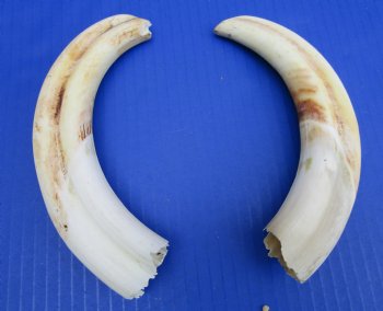 Matching Pair of African Warthog Ivory Tusks 8-1/2 inches <font color=red>(4-3/4 and 5 inches solid) </font> for $64.99