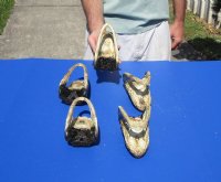 6 to 7-3/4 inches Taxidermy Alligator Head Souvenir - $12.75 each 