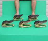 6 to 7-3/4 inches Taxidermy Alligator Heads <font color=red>Wholesale</font> - 11 @ $8.50 each