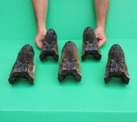 6 to 7-3/4 inches Taxidermy Alligator Heads <font color=red>Wholesale</font> - 11 @ $8.50 each