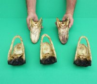 6 to 7-3/4 inches Taxidermy Alligator Heads <font color=red>Wholesale</font> - 11 @ $8.50 each
