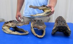 8 inches Real Taxidermy Alligator Head Souvenir for $17.55 each