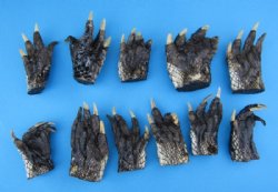 Large Taxidermy Alligator Feet, with Clear Sealant 3 to 4-1/2 inches - 5 @ $5.25 each