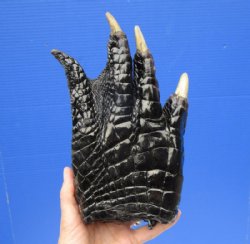 Alligator Feet, Foot