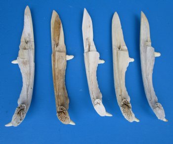 Alligator Jaw Bone Knives <font color=red> Wholesale</font>, 8 to 10 inches - 8 @ $13.50 each