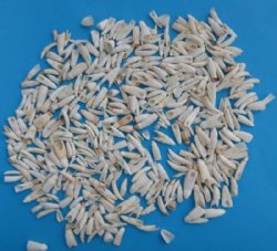 Bulk Alligator Teeth 1/2 to 1 inch - $67.50 a half pound
