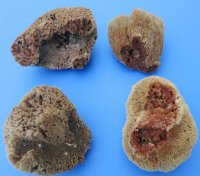 6 to 7-3/4 inches Natural Unbleached Sea Sponge <font color=red> Wholesale</font> - 18 @ $5.00 each
