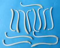 Large Raccoon Baculum, Mountain Man Toothpicks <font color=red> Wholesale</font> 3-1/2 to 4-1/2 inches - 20 @ $5.40 each