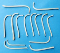 2-3/4 to 3-1/2 inches Raccoon Penis Bones, Mountain Man Toothpicks - 5 @ $6.00 each
