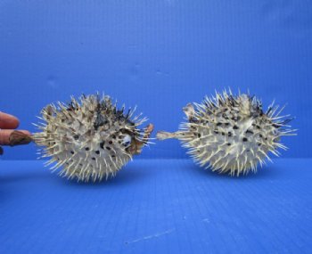 4 to 5 inches Authentic Dried Porcupine Fish, Blowfish with Hanger <font color=red> Has Very Sharp Spines</font>- Box: 12 @ $3.50 each 