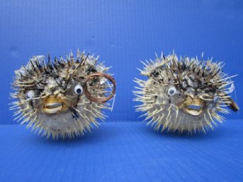 Preserved Dried Porcupine Fish, Blowfish, 5 to 6 inches <font color=red> With Sharp Spines </font> - 2 @ $5.00 each