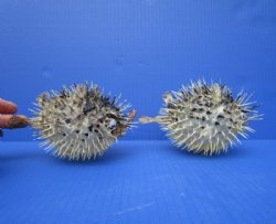 Preserved Dried Porcupine Fish, Blowfish, 5 to 6 inches <font color=red> With Sharp Spines </font> - 2 @ $5.00 each
