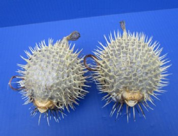 Preserved Dried Porcupine Fish, Blowfish, 5 to 6 inches <font color=red> With Sharp Spines </font> - 2 @ $5.00 each