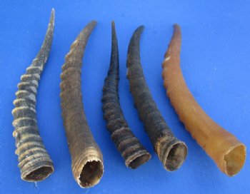 African Female Blesbok Horns 11 to 15 inches <font color=red> Wholesale</font> - 10 @ $9.00 each