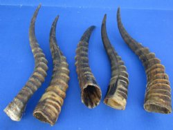 Male Blesbok Horns12 to 16 inches - Buy Similar Horns for $17.30 each
