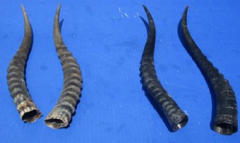 Matching Pairs of African Blesbok Horns for $35.99 a pair