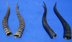 Matching Pairs of African Blesbok Horns for $35.99 a pair