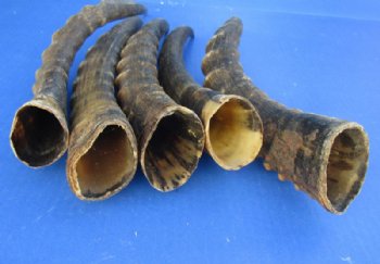 Male Blesbok Horns <font color=red>Wholesale </font> 12 to 16 inches - 10 for $10.80 each