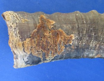 Male Blesbok Horns <font color=red>Wholesale </font> 12 to 16 inches - 10 for $10.80 each