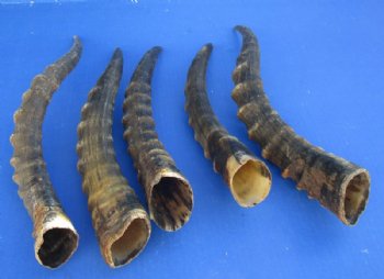Male Blesbok Horns12 to 16 inches - Buy Similar Horns for $17.30 each