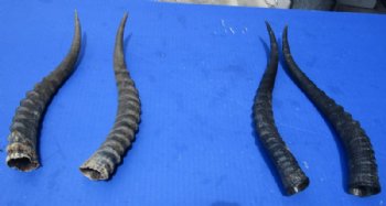 Matching Pairs of African Blesbok Horns for $35.99 a pair